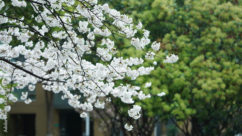 The beautiful pink and white flowers blooming in the rainy day in spring