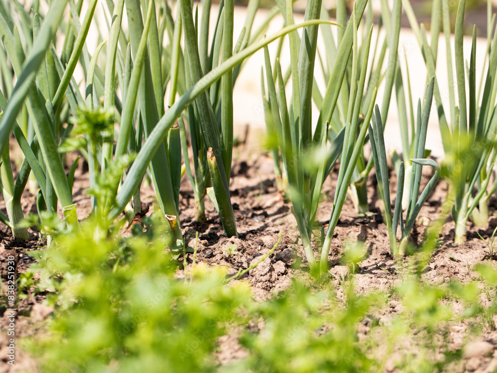 Green Onion grown in soil Green Onion grown in soil