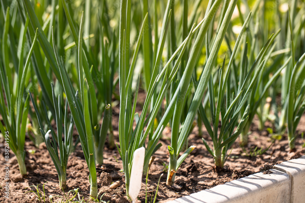 Fototapeta premium Green Onion grown in soil