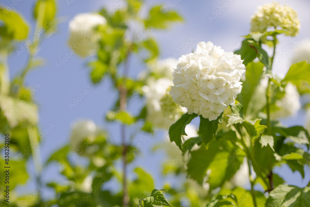 blooming viburnum, growing viburnum, summer blooming viburnum, growing viburnum, summer