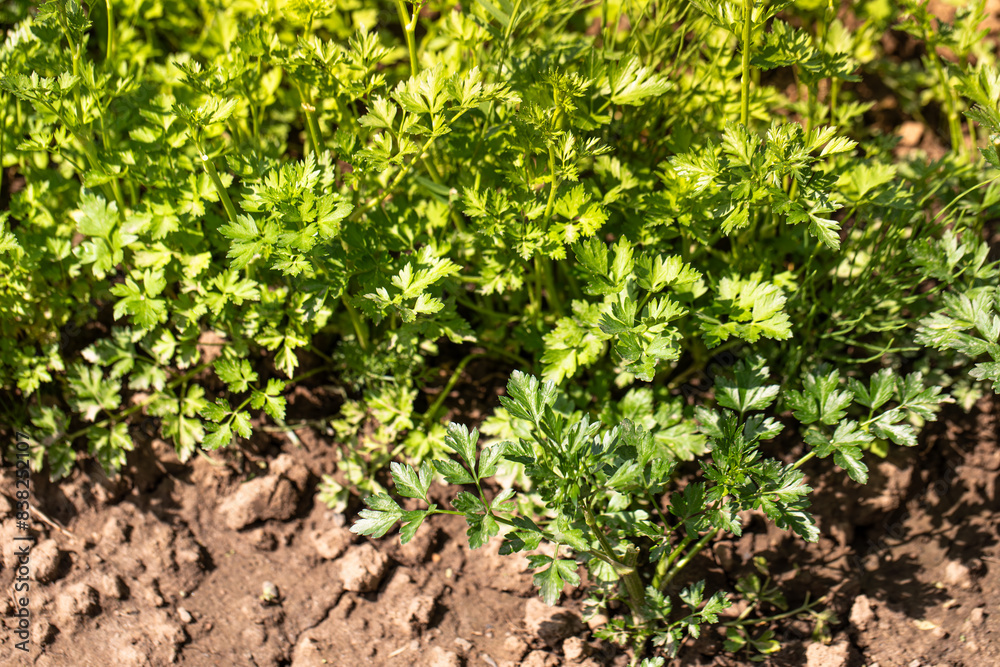 Growing parsley, parsley plant in spring in soil Growing parsley, parsley plant in spring in soil