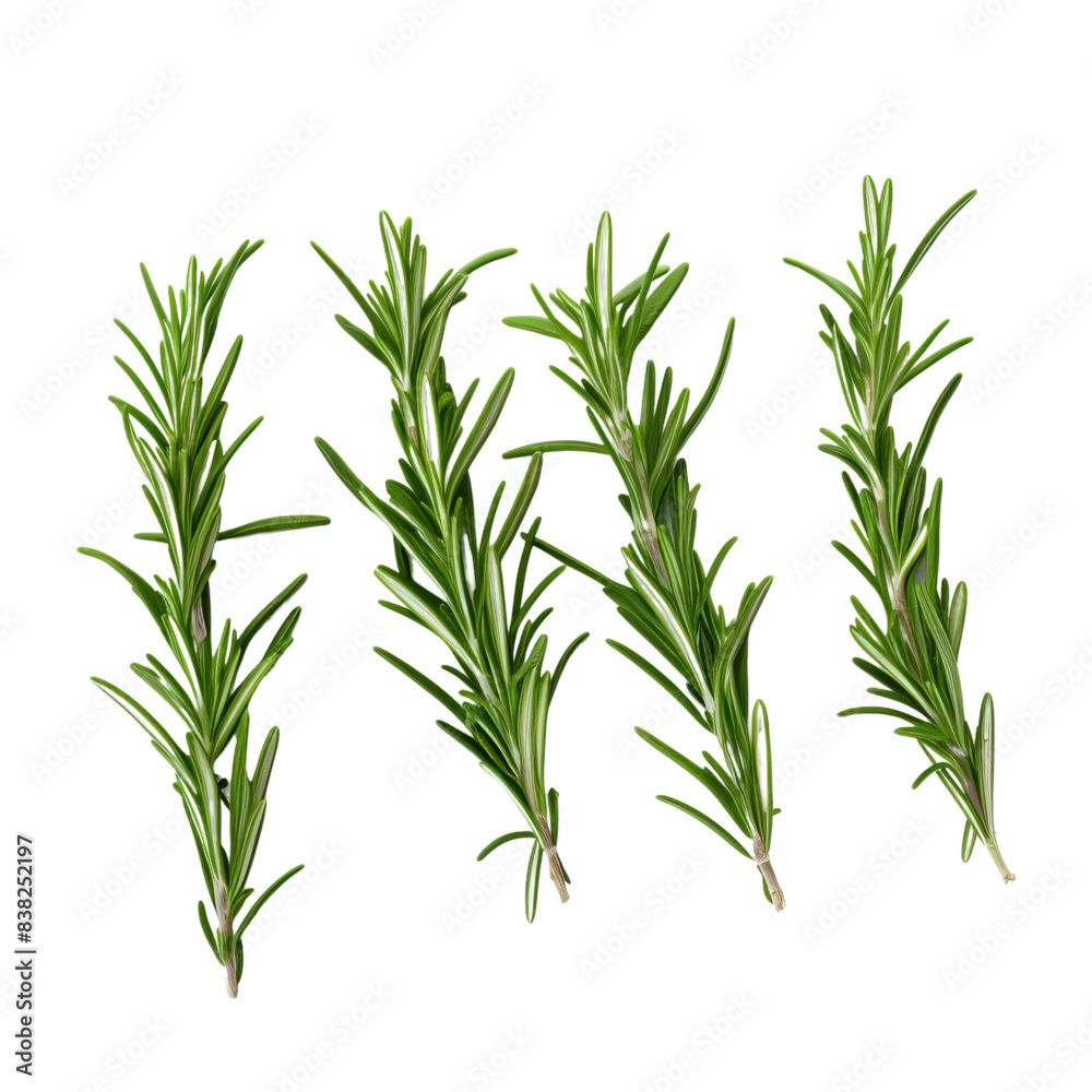 Fototapeta premium rosemary isolated on white
