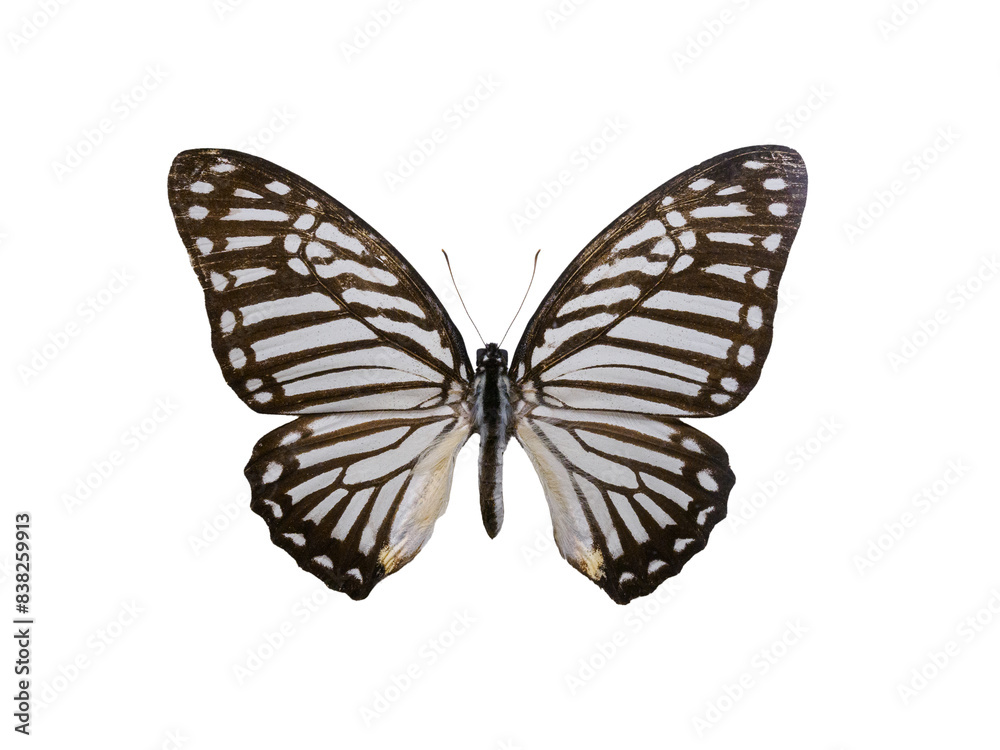 black and white butterfly and scored on a white background