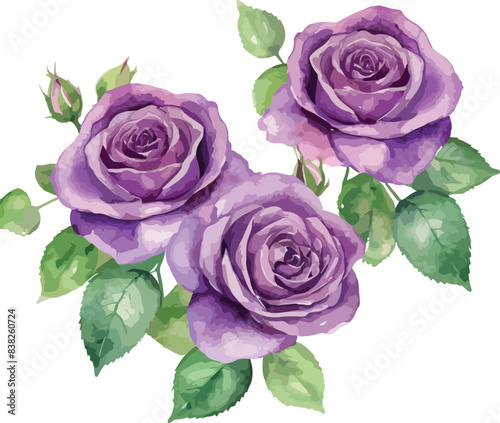 beautiful purple roses watercolor isolated. Vector illustration