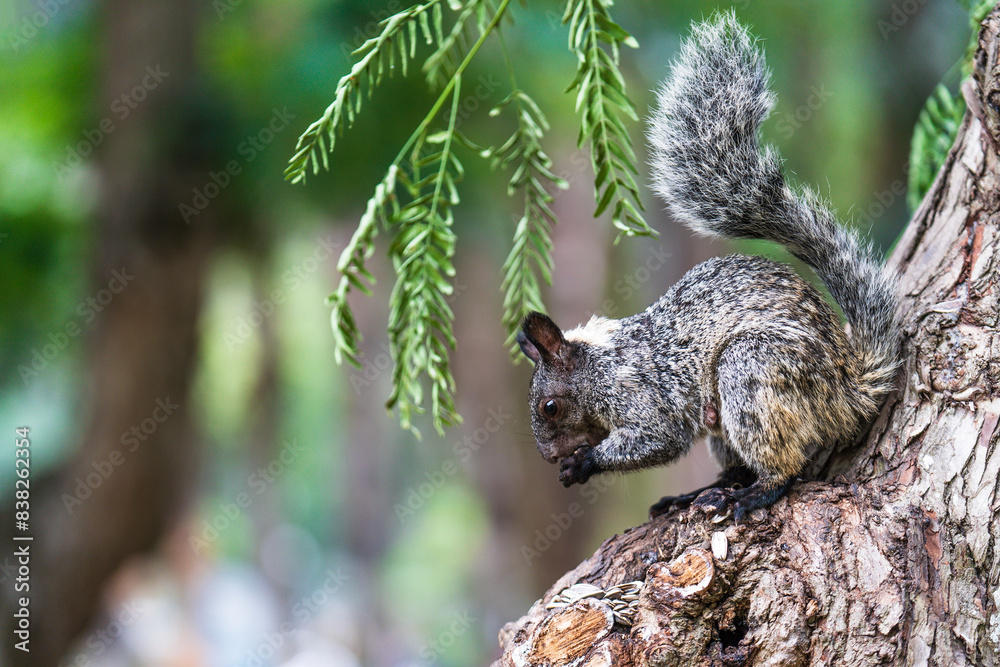 Fototapeta premium A squirrel eating a nut