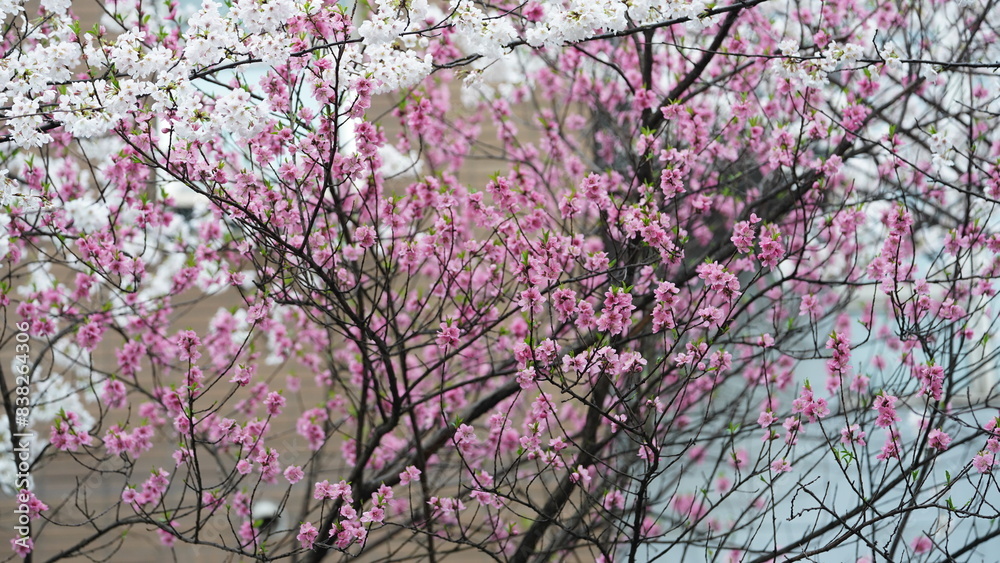 The beautiful pink and white flowers blooming in the rainy day in spring The beautiful pink and white flowers blooming in the rainy day in spring