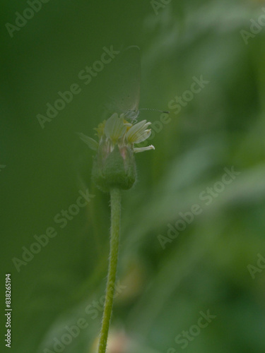 a butterfly is on the flower in rainy season, blur background, green background, macro picture, butterfly in macro, flowers in macro