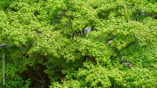 The fresh green leaves on the branches of the trees in spring