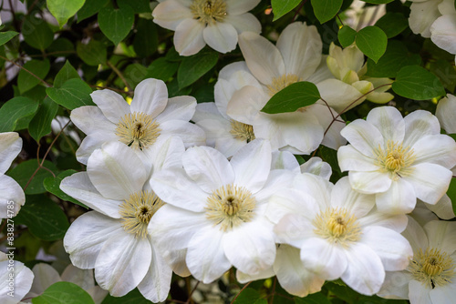 Abundant flowering of white clematis Guernsey Cream on trellis in garden  summer sunny day