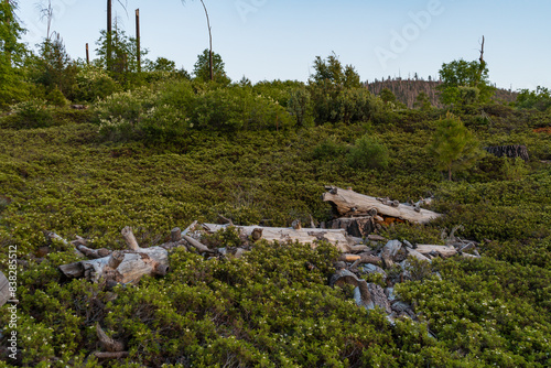 Dead tree decomposing on a hillside in Northern California. photo