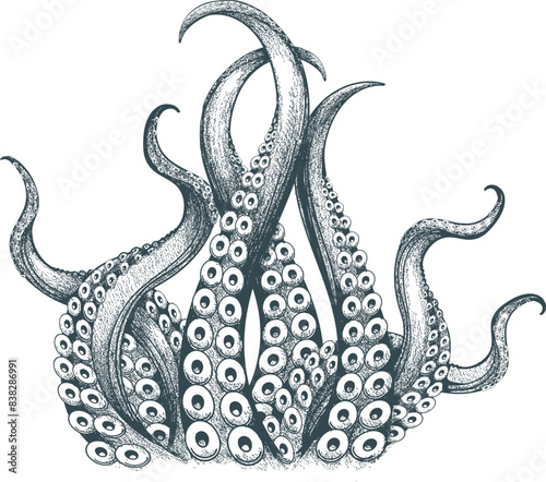 Hand drawn engraving octopus tentacles