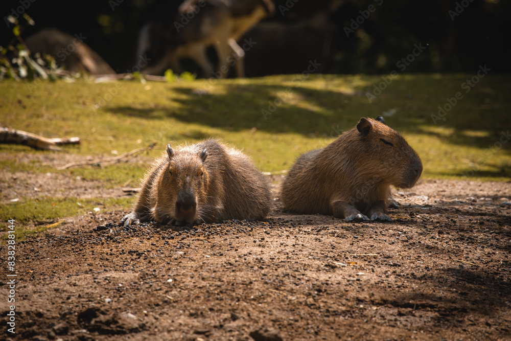 Capybaras liegen auf Erde und ruhen Capybaras liegen auf Erde und ruhen