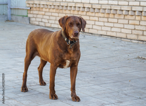 Dog of the german sort Kurzhaar