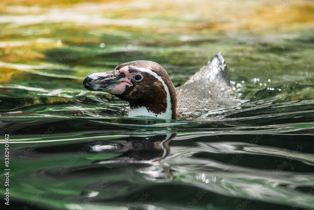 Fototapeta premium Humboldtpinguin schwimmt im Wasser