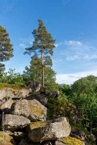 
Pine tree grows on a rock - symbol of life, strength, new life, survival. Space for copying. Vertical photo. 