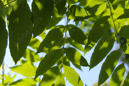 green leaves on the background, background texture of green leaves on a blue sky background