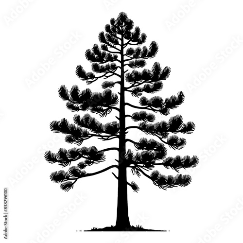 Conifer or pine tree silhouette. vector illustration