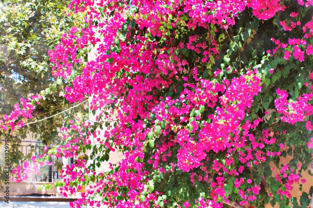 Obraz premium flowers in the garden