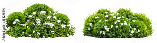 Topiary green bushes and white flowers isolated on transparent or white background photo