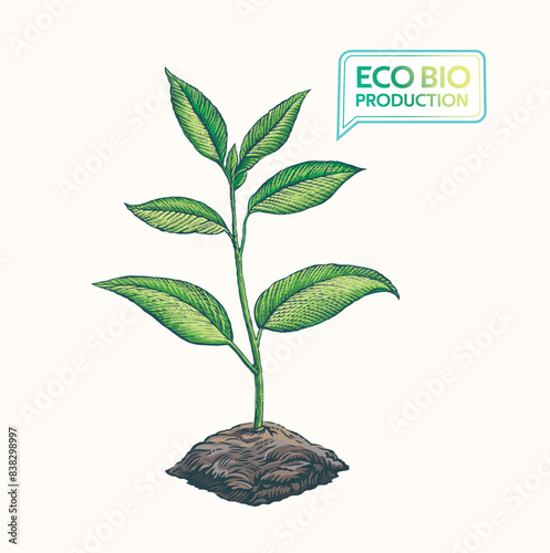 Young sprout, a shoot of a young plant reaching up to the light. The illustration is made in the engraving style.