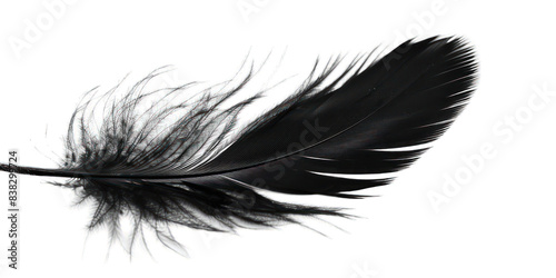 PNG Black feather white background lightweight