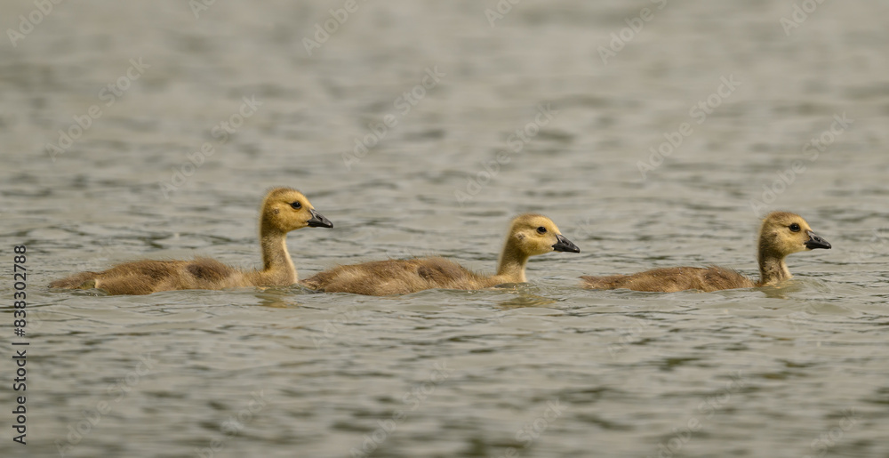 Naklejka premium Gosling sisters