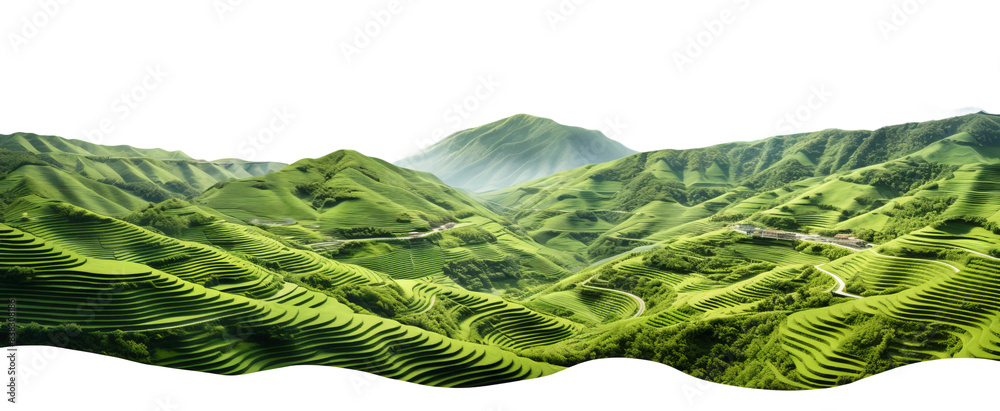 Fototapeta premium green terraced fields cascading down a mountainside, isolated on a white background.