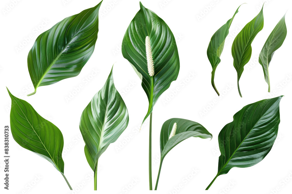 A collection of green leaves with white veins and a single white flowe in isolated on transparent background A collection of green leaves with white veins and a single white flowe in isolated on transparent background