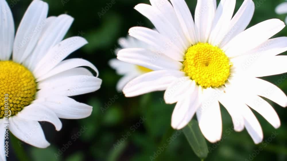 Blooming chamomile flower close up view. White daisy flowers in summer garden sway on the wind. Camera moves slowly along the plants. Nature spring scene. Blooming chamomile flower close up view. White daisy flowers in summer garden sway on the wind. Camera moves slowly along the plants. Nature spring scene.