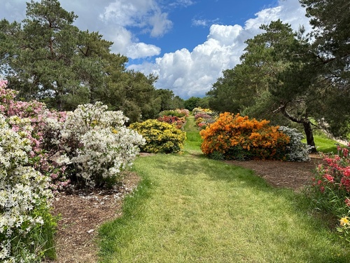 Beautiful  colorful azalea flowers blooming in May.