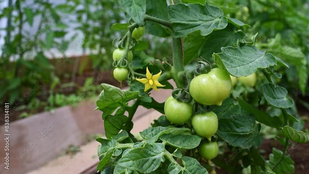 Green tomatoes growing on a lush vine in a greenhouse. Detailed close-up of fresh, organic vegetables, showcasing the early stages of ripening, ideal for gardening and farming visuals Green tomatoes growing on a lush vine in a greenhouse. Detailed close-up of fresh, organic vegetables, showcasing the early stages of ripening, ideal for gardening and farming visuals