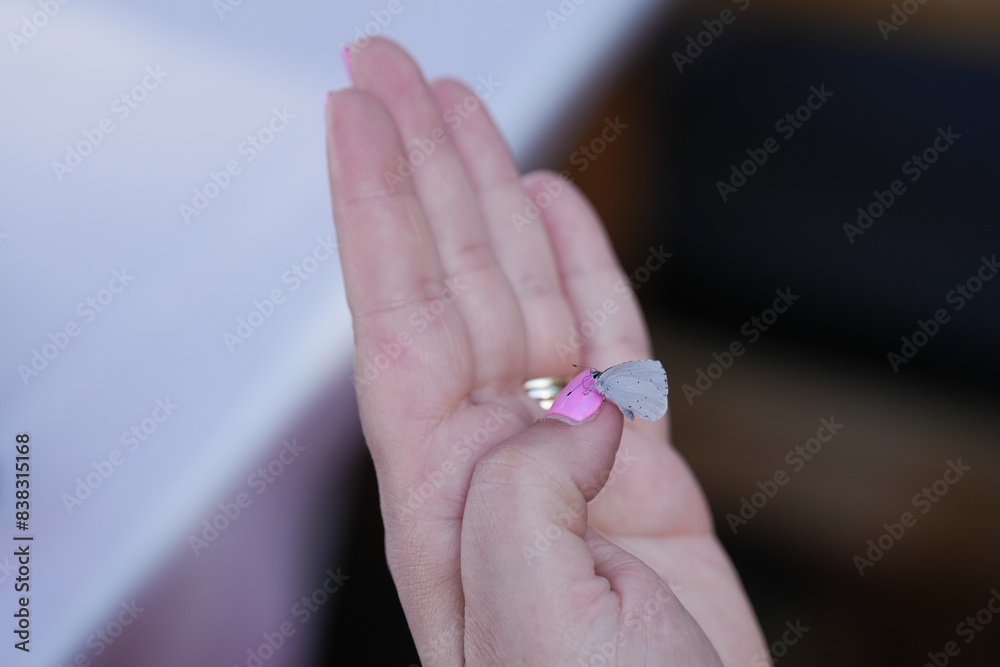 butterfly attracted to the color of a woman's nails. butterfly attracted to the color of a woman's nails.