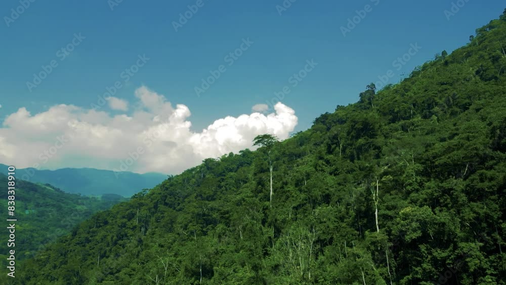 Paisaje de selva peruana frondosa en verano Paisaje de selva peruana frondosa en verano
