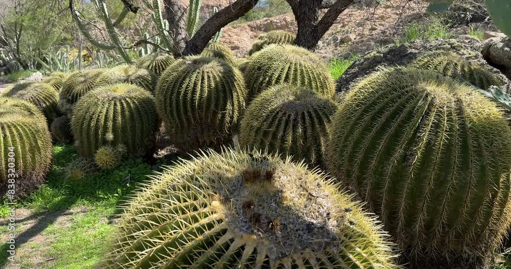 Barrel cactus in the shade, in Arizona. Panning shot Barrel cactus in the shade, in Arizona. Panning shot