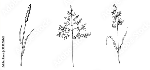Set of meadow dry plants. Squirrel's tail grass, Millet Grass vector. Hand painted graphic setaria viridis, Milium effusum isolated on background. Botanical, Medicinal and Herbal illustration.