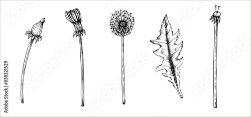 Vector set of dandelion flowers and leaf. Hand painted linear flowers. Graphic clipart isolated on background. Botanical and wedding illustration. For designers, invitations, 