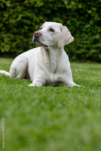 A white Labrador lies in the grass