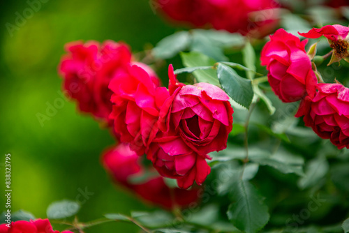 red rose in the garden