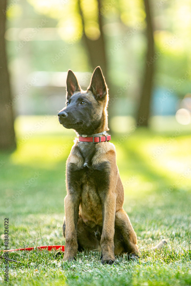 Belgian Shepherd Malinois