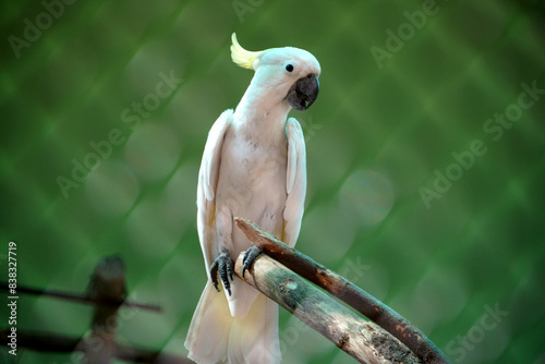Sulphur-crested cockatoo perched in the forest, Chennai, India. White parrot on a branch. White Parrot in cage. 