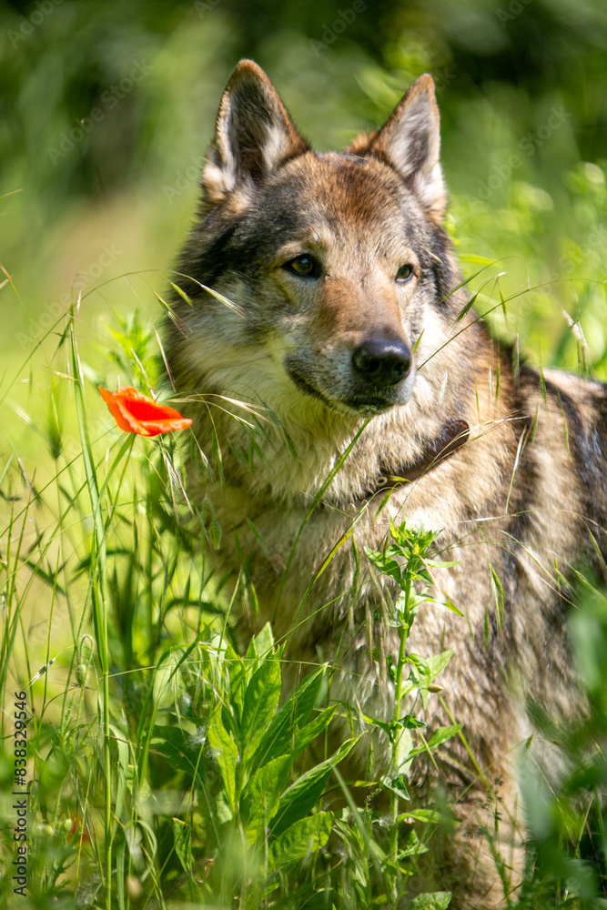 Fototapeta premium portrait of a wolf