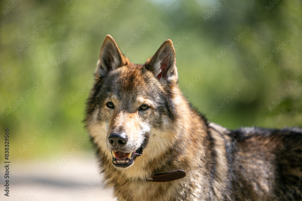 portrait of a wolf portrait of a wolf