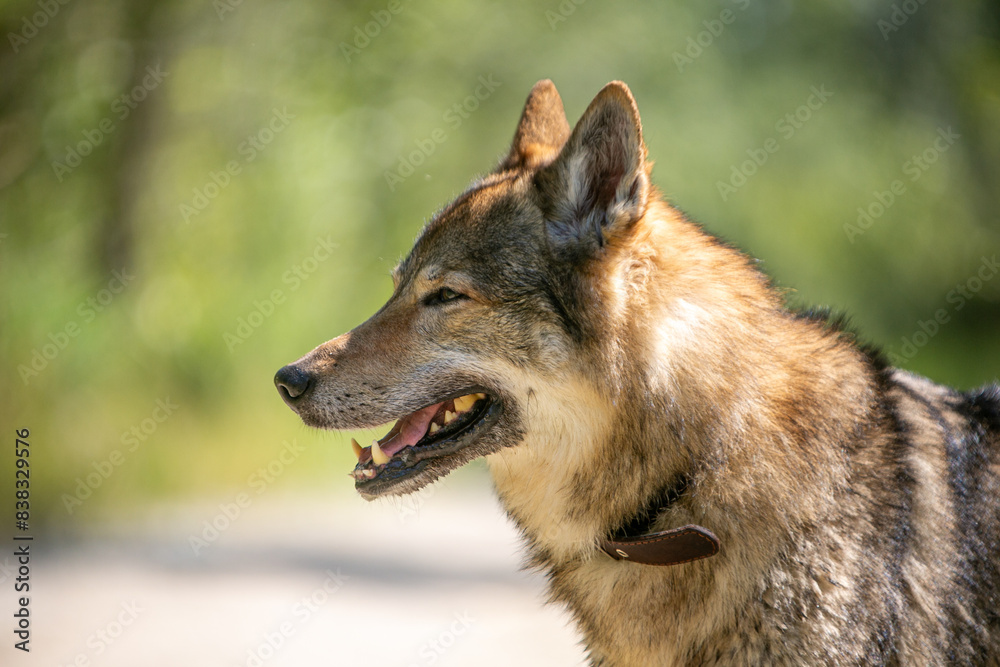 Fototapeta premium portrait of a wolf