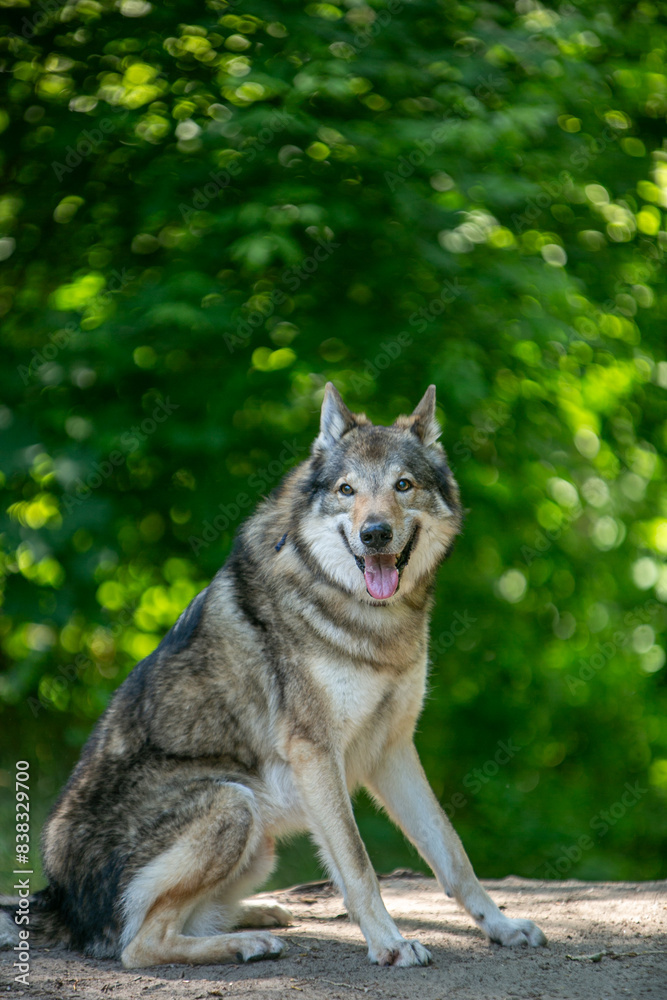 Obraz premium portrait of a wolf