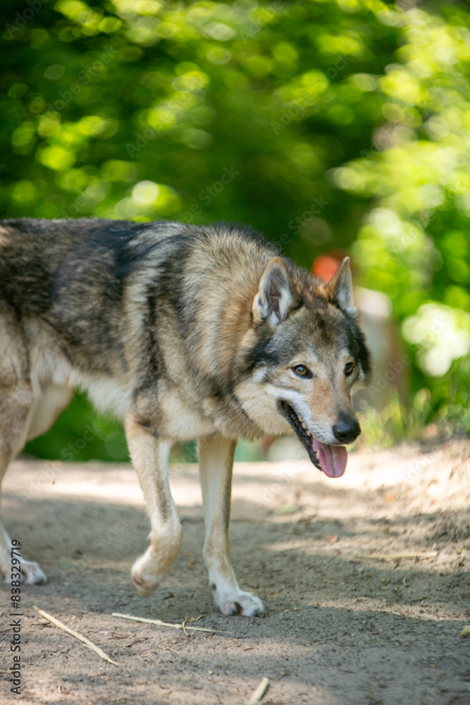 Obraz premium portrait of a wolf