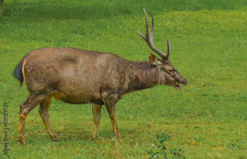 Sri Lankan sambar deer