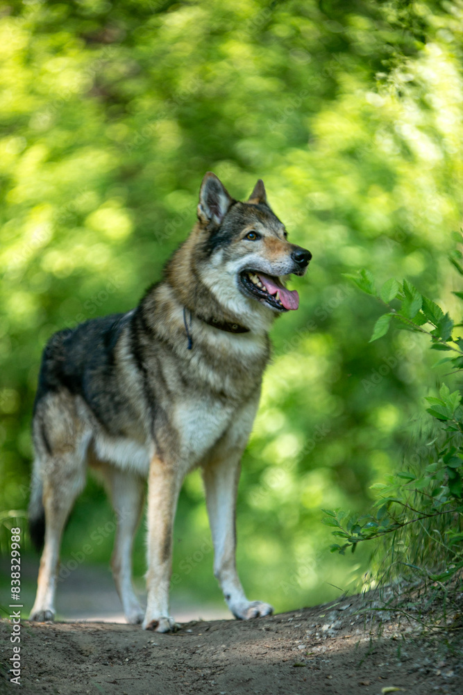 Obraz premium portrait of a wolf