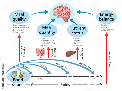 Canvas Print Diagram explaining the relationship between meal quality, quantity, nutrient sta