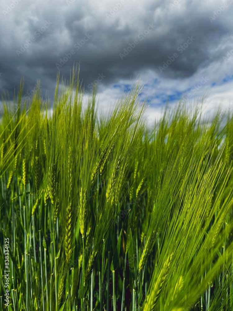 Obraz premium Close-up of Green Grass Under Cloudy Sky