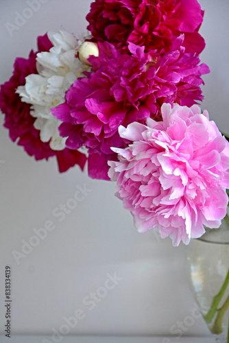 rózowe i białe piwonie chińskie (Paeonia lactiflora), Chinese peony, Chinese herbaceous peony, common garden peony	